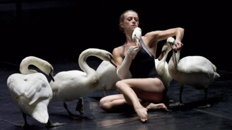 Балет с живыми лебедями поставили в Париже. Видео