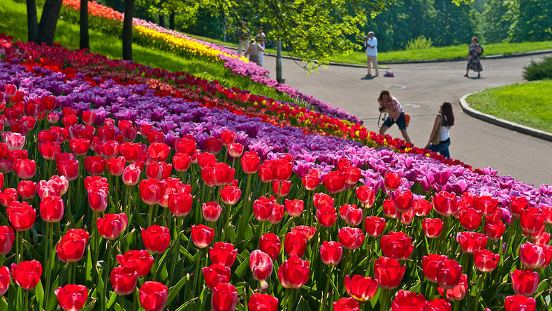 В апреле в Киеве пройдет III городская выставка тюльпанов
