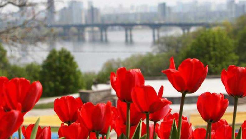 Выставка тюльпанов откроется на Певческом поле