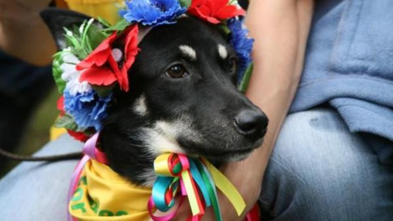В Киеве пройдет выставка беспородных собак Кубок Барбоса