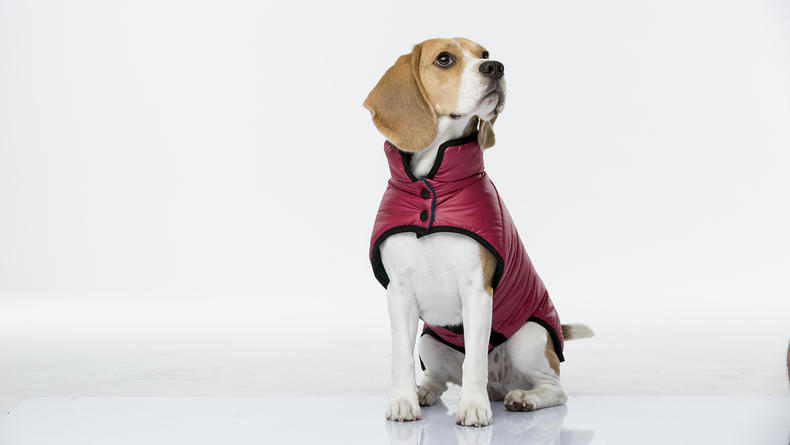 Сделано в Украине: практичная одежда для собак Woofit
