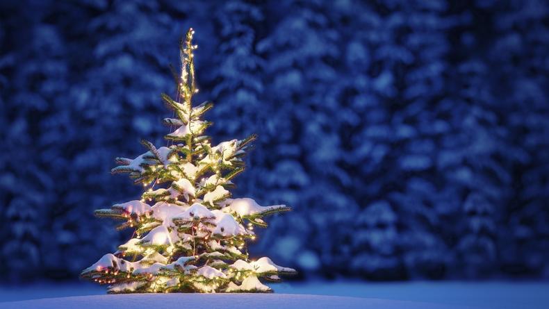 Где купить новогоднюю елку в Киеве