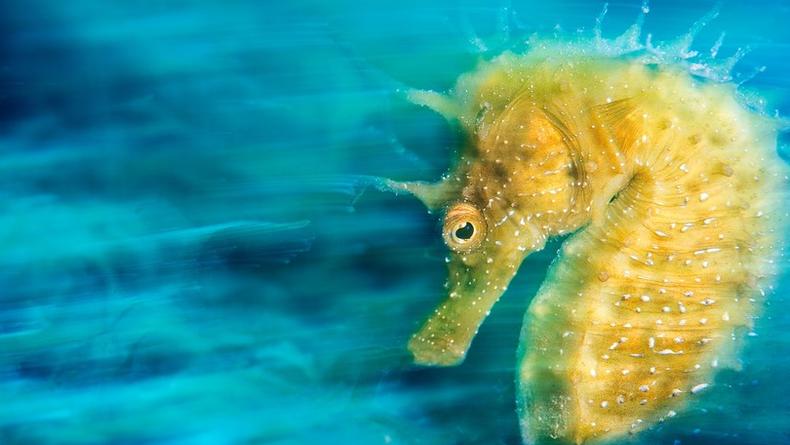 Названы лучшие подводные фотографии 2016