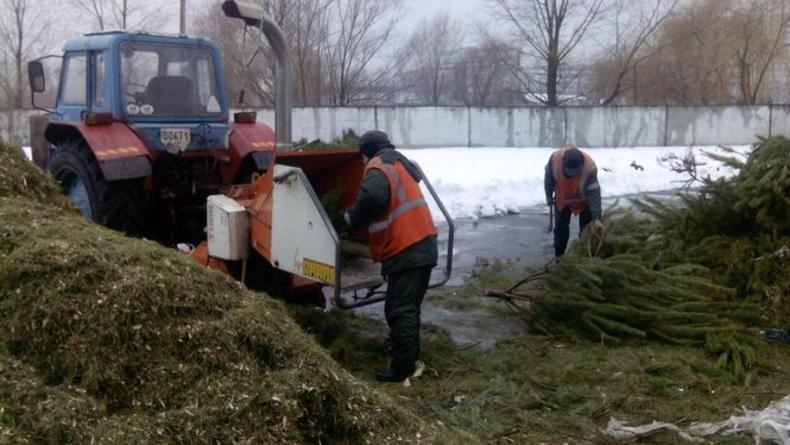 В Киеве будут перерабатывать новогодние елки