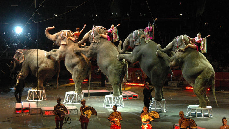 Зоозащитники добились закрытия старейшего в США цирка