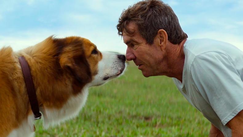 Собачья жизнь: 10 самых грустных книг о четвероногих
