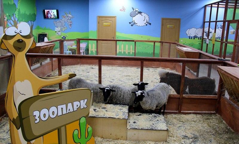 Братья наши меньшие: главные контактные зоопарки Киева и области Братья наши меньшие: главные контактные зоопарки Киева и области