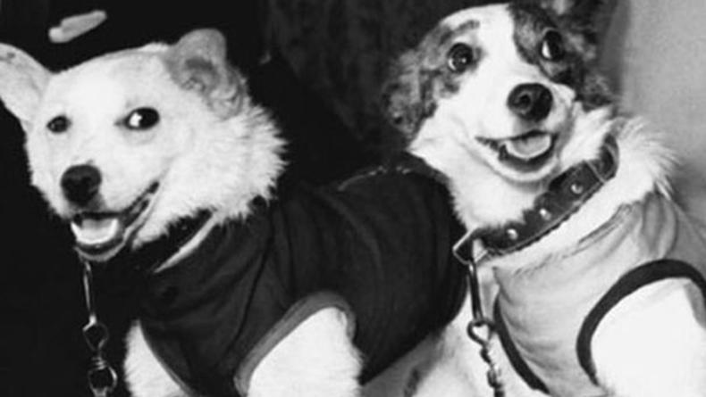Белка и Стрелка вернулись на Землю: ТОП-3 мультфильма о собаках-космонавтах