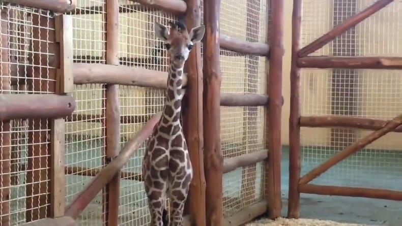 В зоопарке под Киевом огласили конкурс по поиску имени жирафенку