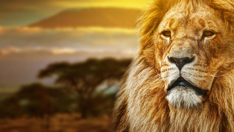 Гороскоп на 2021 год для Льва: Нужно снять стресс и проявить нежность