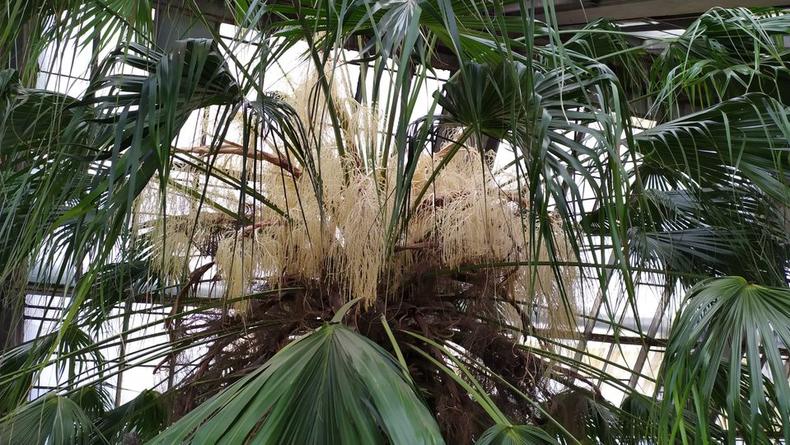 В ботсаду Киева расцвела пальма, которой 200 лет
