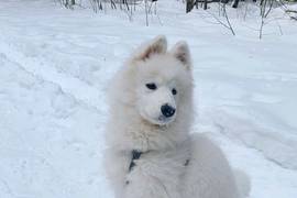 Опасный "розовый снег": По Киеву разбросан яд для собак