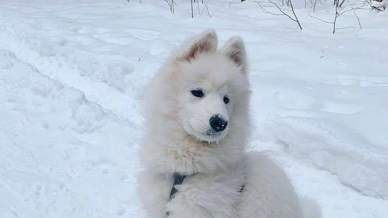 Опасный "розовый снег": По Киеву разбросан яд для собак