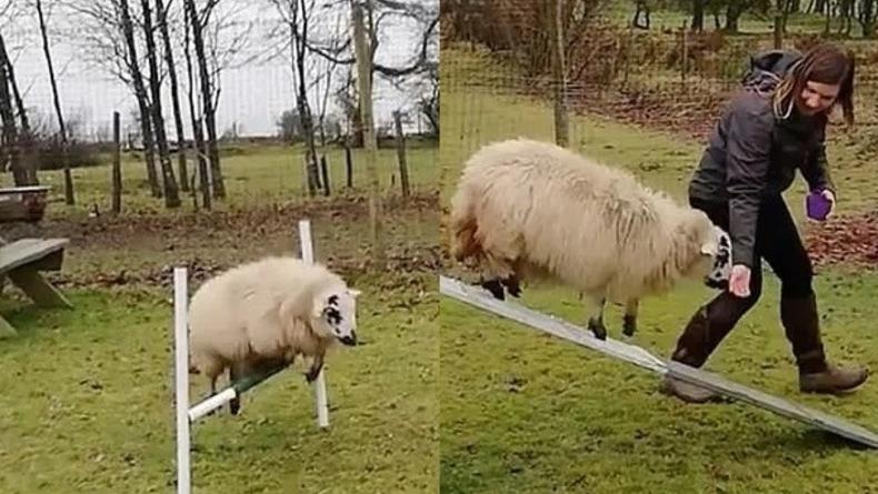 Жительница Уельса обучила овцу собачьим трюкам