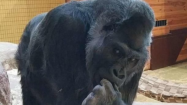 Проводившие операцию опасались, перенесет ли горилла наркоз Проводившие операцию опасались, перенесет ли горилла наркоз