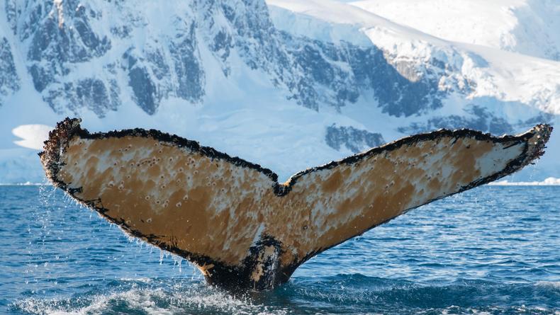 Украинские полярники показали свою встречу с китом