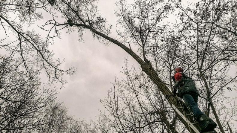 Киевские спасатели сняли с дерева енота