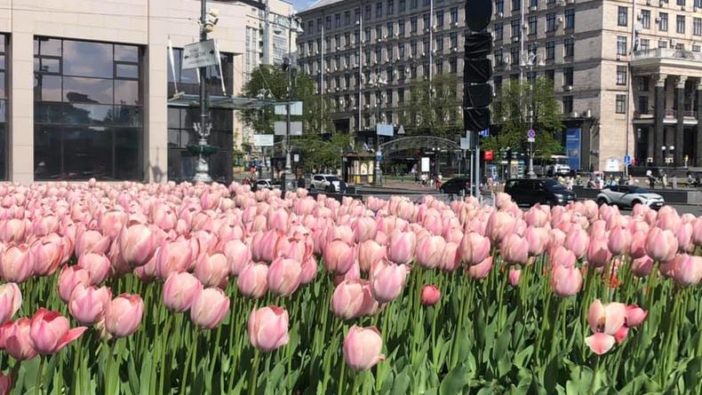 В Киеве расцвели сотни тысяч нидерландских тюльпанов