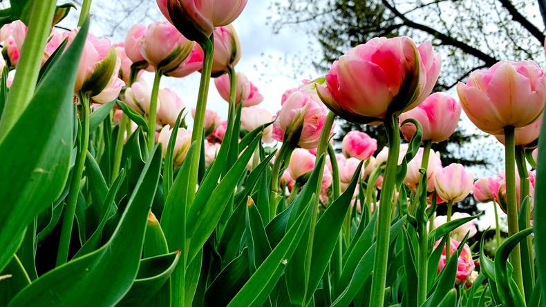 Выставка тюльпанов на Певческом поле в Киеве будет открыта до 23 мая