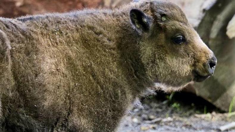 В Киевском зоопарке выбрали кличку для новорожденного бизоненка В Киевском зоопарке выбрали кличку для новорожденного бизоненка