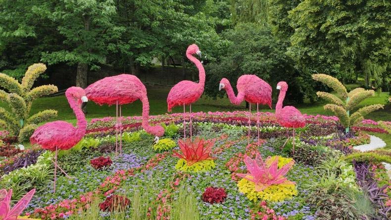 Певческое поле в Киеве стало местом прогулок розовых фламинго
