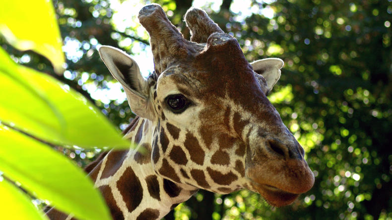 В Киевском зоопарке проведут День жирафа