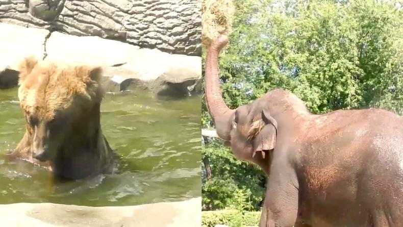 В Киевском зоопарке животных спасают от жары бассейнами и душами