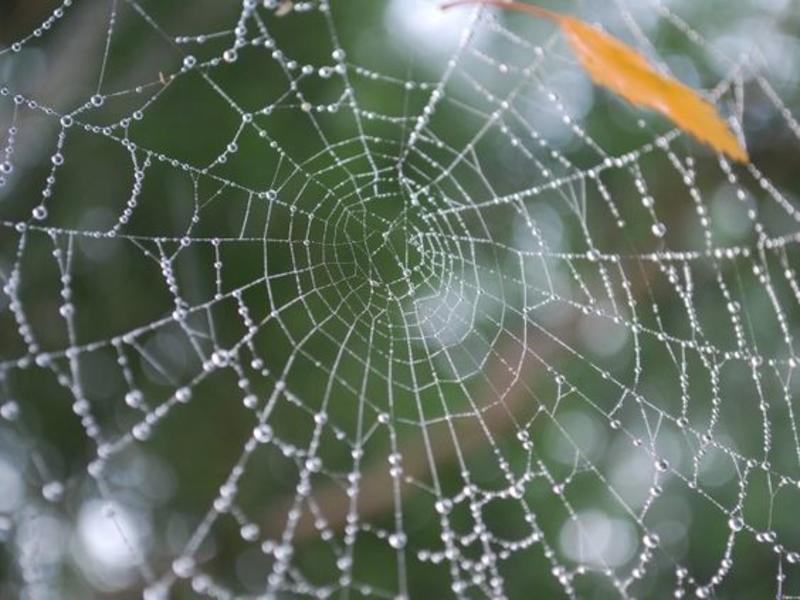 1 октября не стоит убирать паутины 1 октября не стоит убирать паутины