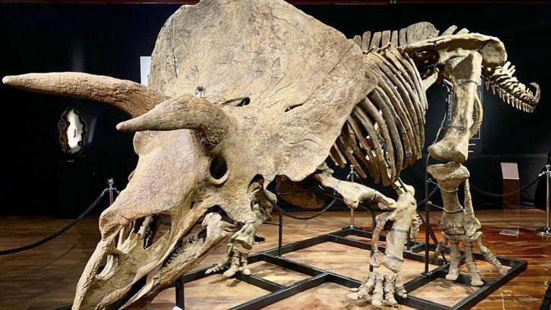 Скелет трицератопса продали в Париже за рекордную цену