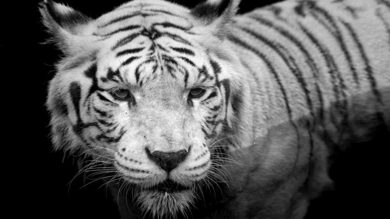 Гороскоп для Тигра на 2022 год на деньги, любовь и здоровье