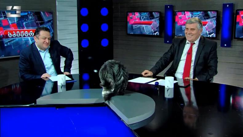 Кот влез в эфир грузинского политического ток-шоу