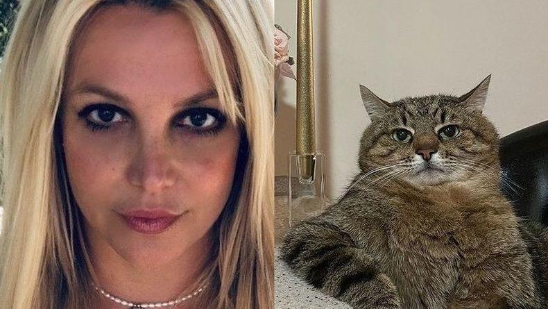 Бритни Спирс понравился знаменитый кот из Украины