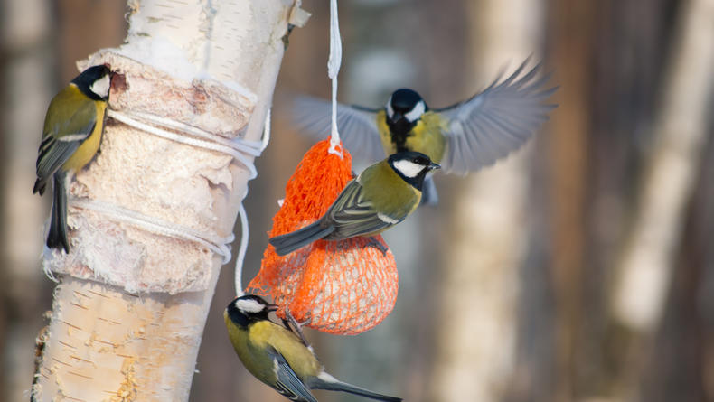 Как правильно подкармливать птиц зимой – советы экспертов