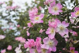 Какой церковный праздник 15 июня и что нельзя делать