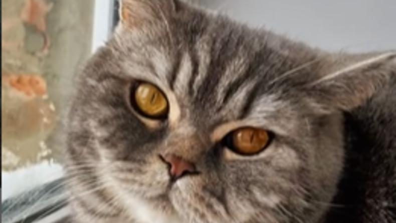 Зоозащитники показали "кота-патриота" с тризубом на морде