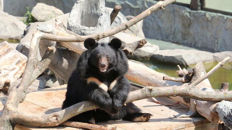 В Киевском зоопарке прооперировали медведицу и сделали ей маникюр
