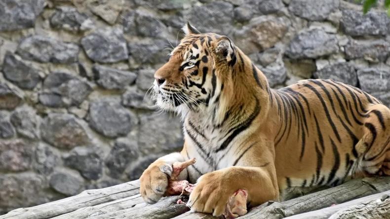 В Киевском зоопарке отметили день рождения тигров – фото