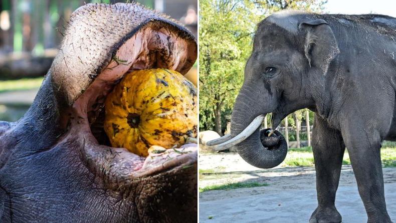 Слон и бегемот в Киевском зоопарке начали Тыквенную неделю – фото, видео