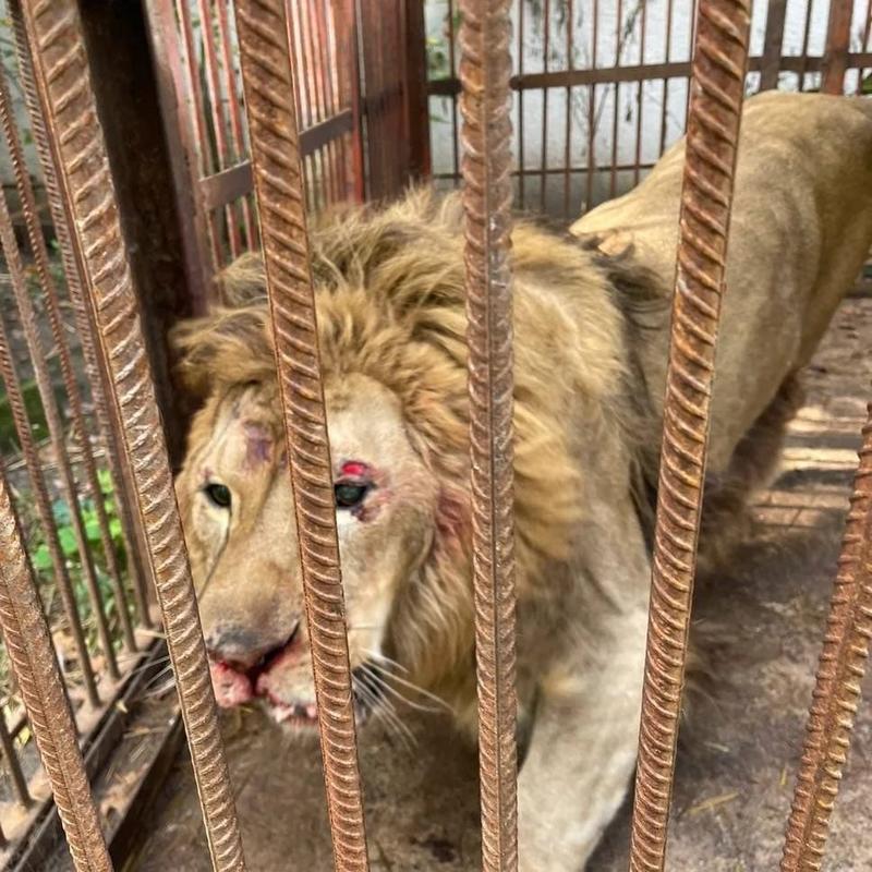 UAnimals сообщает, что лев сильно испугался взрывов. UAnimals сообщает, что лев сильно испугался взрывов.