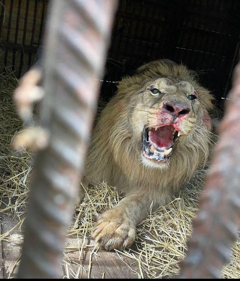 UAnimals сообщает, что лев сильно испугался взрывов. UAnimals сообщает, что лев сильно испугался взрывов.