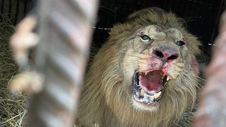 На Киевщине пострадал лев из-за ракетной атаки