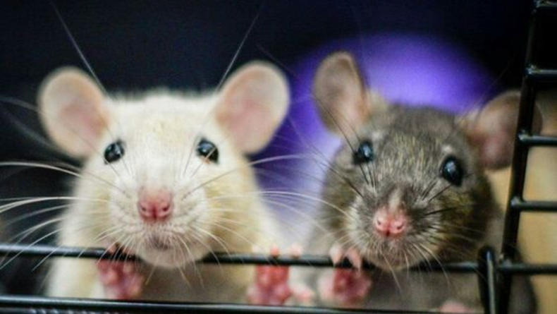 Гороскоп для Крысы на 2023 год на финансы, любовь и здоровье