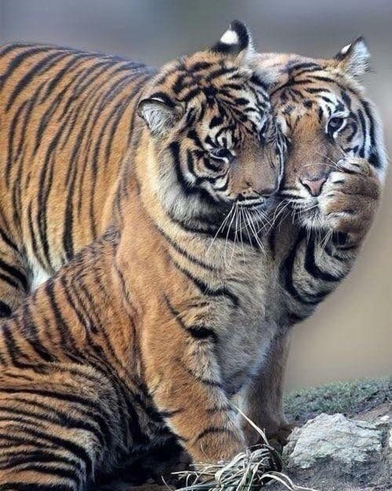 Влюбленные тигры