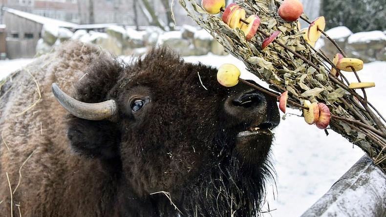 В Киевском зоопарке показали фруктовые шашлыки для зубров и бизонов