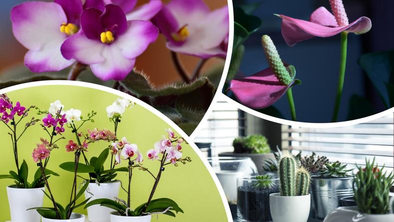 Лайфхак садовника: как заставить растения обильно и пышно цвести