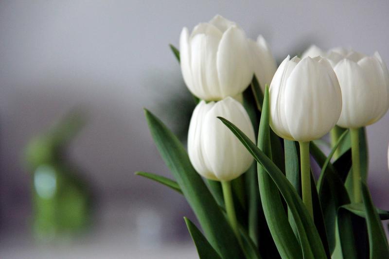 Що означає біла квітка; фото: pixabay.com Що означає біла квітка; фото: pixabay.com