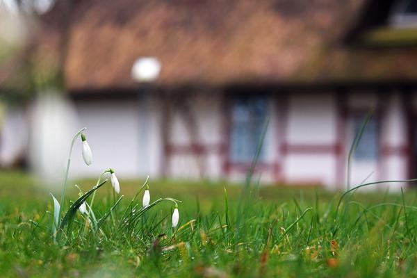 Первоцветы в Украине; фото: pixabay.com