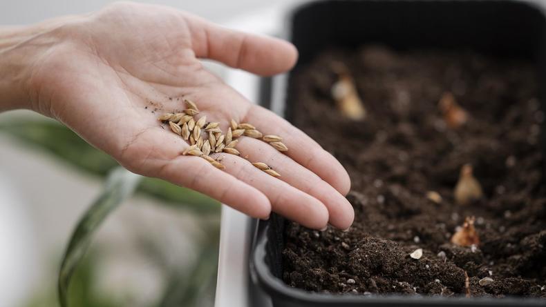 Дача, сад и огород: 5 причин замочить семена перед посадкой