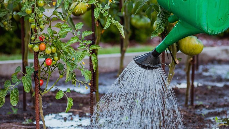 Чем нужно поливать помидоры: секреты, которые сделают ваш урожай обильным