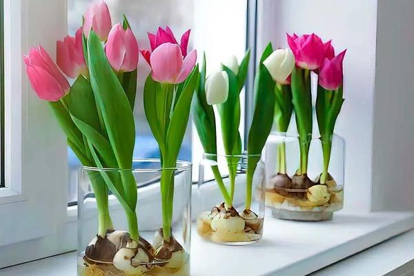 Как вырастить тюльпаны в воде; фото: santeplusmag.com